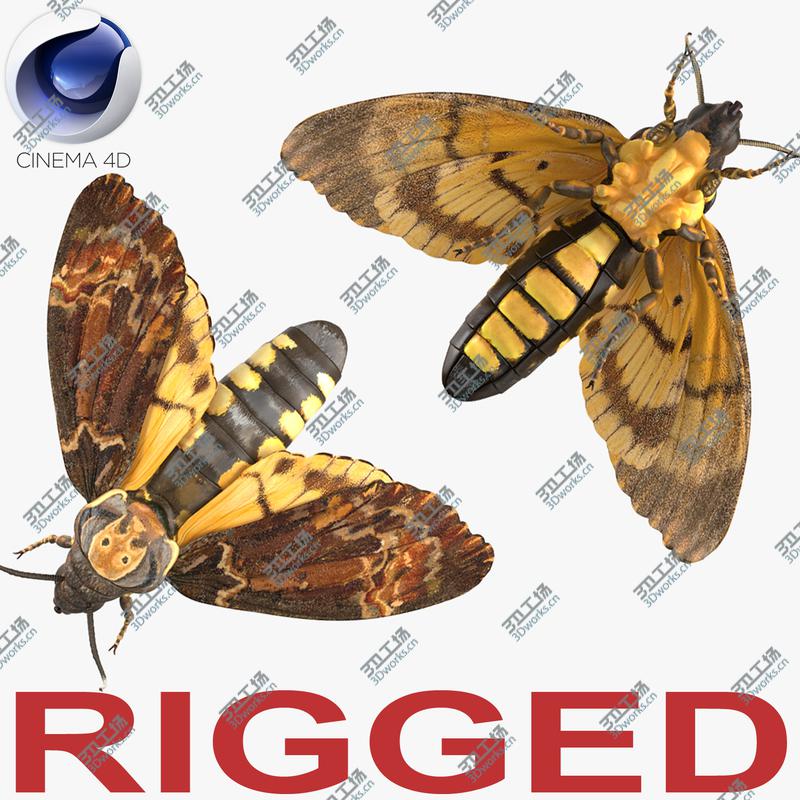 images/goods_img/20210319/Deaths Head Hawkmoth Rigged for Cinema 4D/1.jpg